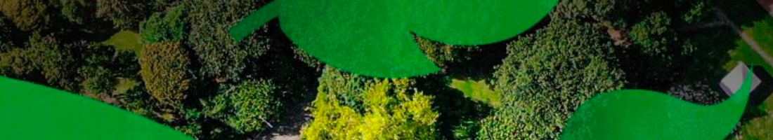Foto cenital de un bosque bogotano con siluetas de hojas verdes en vectores