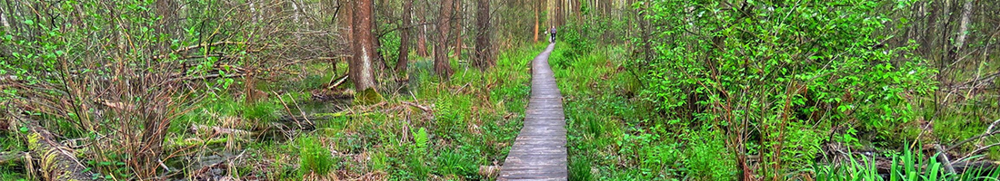 Fotografía de un bosque pantanoso con un camino en madera