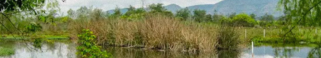 Foto de un humedal de la ciudad de Bogotá.