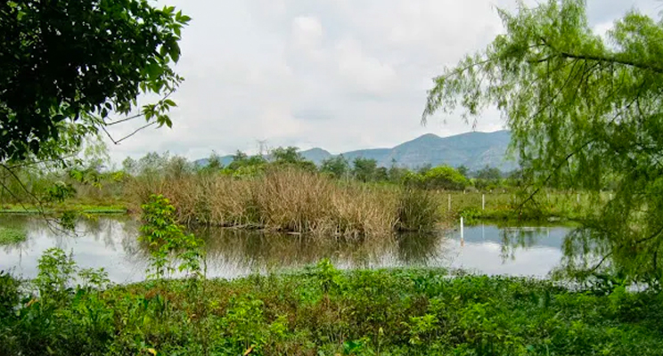 Foto de un humedal de la ciudad de Bogotá.
