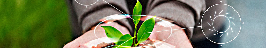 Fotografía en primer plano de una planta floreciendo sobre unas manos que la cargan