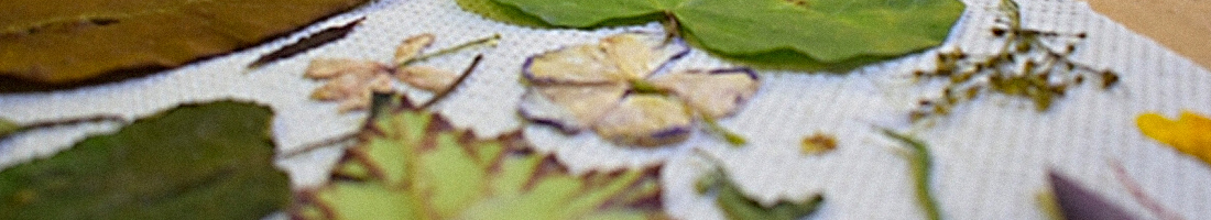 Foto en plano detalle de unas hojas dispuestas sobre tela