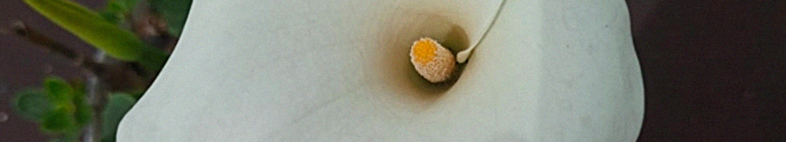 Foto en primer plano de un cartucho blanco en el cual se aprecia su centro