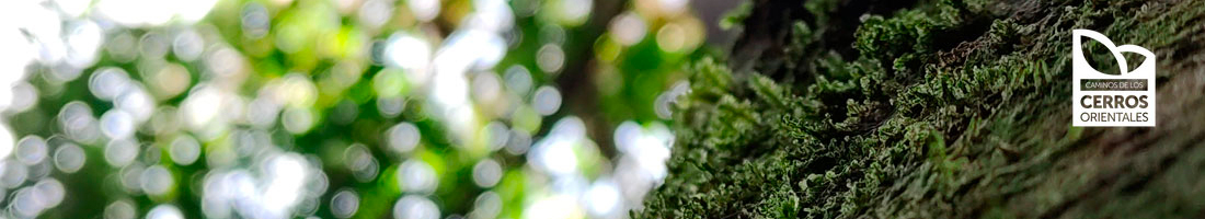 Fotografía en primer plano del musgo de un árbol y el logo de la iniciativa Cerros Orientales