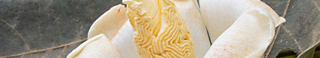 Fotografía de una flor de pétalos blancos y centro rugoso