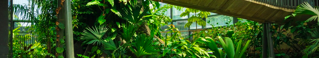 Parte del Jardín botánico de Bogotá donde se pueden apreciar varias plantas