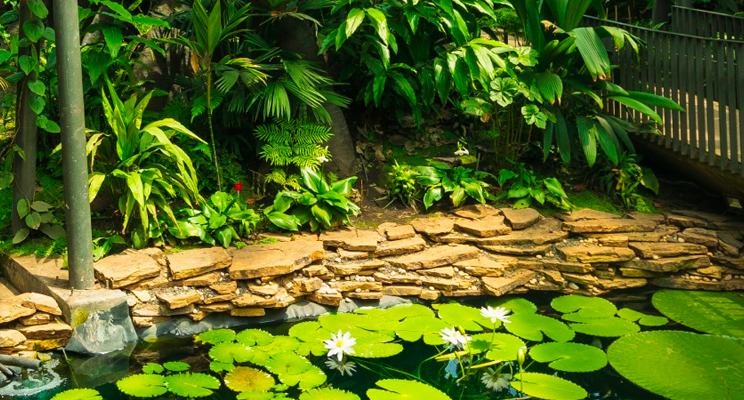 Parte del Jardín botánico de Bogotá donde se pueden apreciar varias plantas