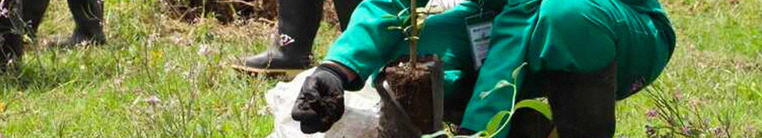 Foto en primer plano de unas manos que van a sembrar un abrol