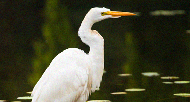 Fotografía de un ave donde se aprecia solamente el pico, la cabeza y parte del cuerpo