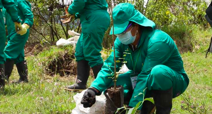 Foto de una colaboradora de la Secretaría Distrital de Ambiente sembrando un arbol