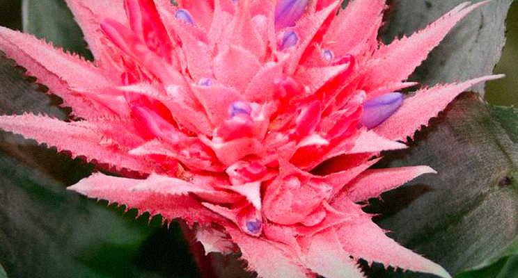 Foto en primer plano de una Bromelia.