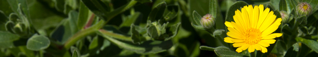 Fotografía de una planta de caléndula