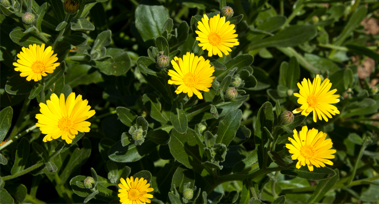 Fotografía de una planta de caléndula