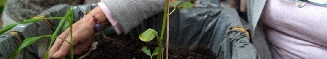 Mano de adulta mayor sobre una planta y tierra