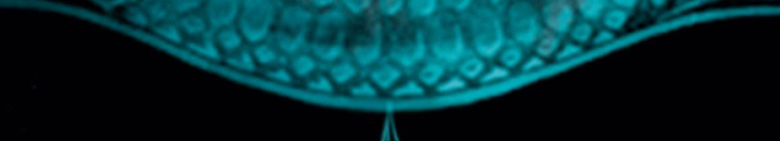 Imagen abstracta de un arbol al revés