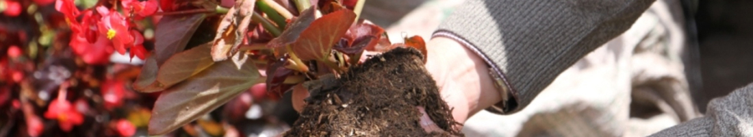 Foto de una mano sosteniendo una planta en una huerta