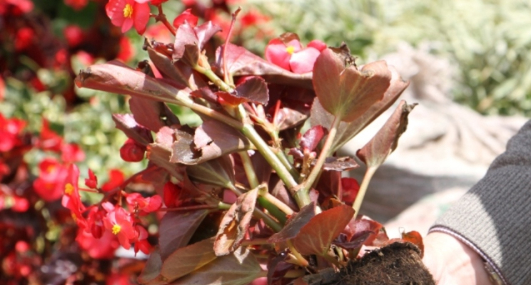 Foto de una mano sosteniendo una planta en una huerta