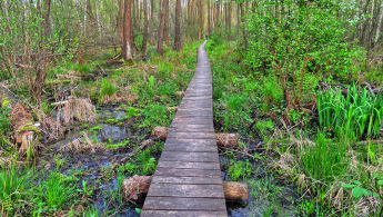 Fotografía de un bosque pantanoso con un camino en madera