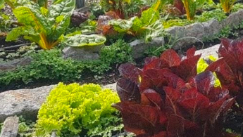 Foto detalle de un cultivo de lechuga morada, crespa y otros.