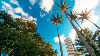 Fotografía de un espacio de Bogotá en el cual se aprecian palmeras y el edificio torre Colpatria. - Foto: Ángela Rodriguez para IDT - Tomada de la página Plan Bogotá del IDT