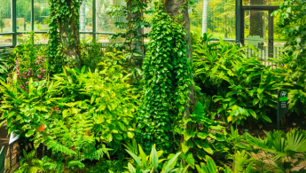 Fotografía: Fragmento de vegetación del bosque en el Jardín Botánico de Bogotá