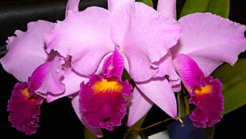 Foto de una orquídea de color rosa