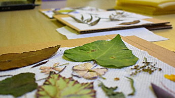 Foto de unas hojas dispuestas sobre tela y unos libros al fondo