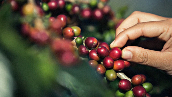 Fotografía de una mano tomando un grano de café directamente de la planta