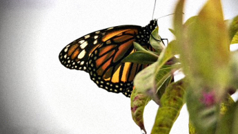 Fotografía de una mariposa sobre una planta