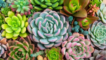 Foto en plano detalle de una gran variedad de suculentas