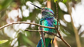 Foto de un colibrí