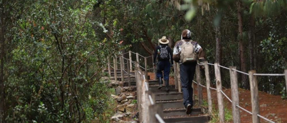 Caminantes en el parque sobre un sendero de madera.